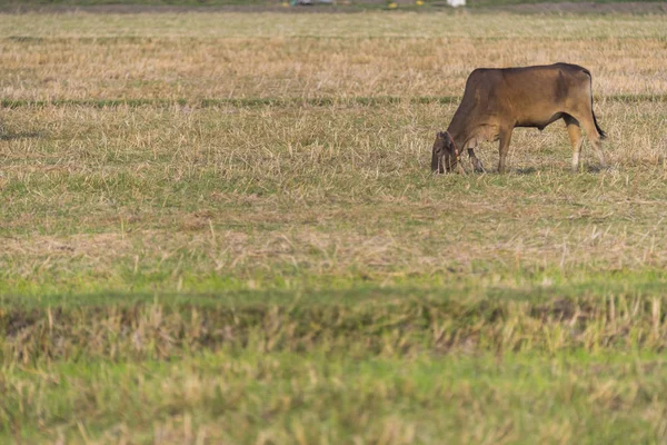 Rinderfarm Feld Thailand — Stockfoto