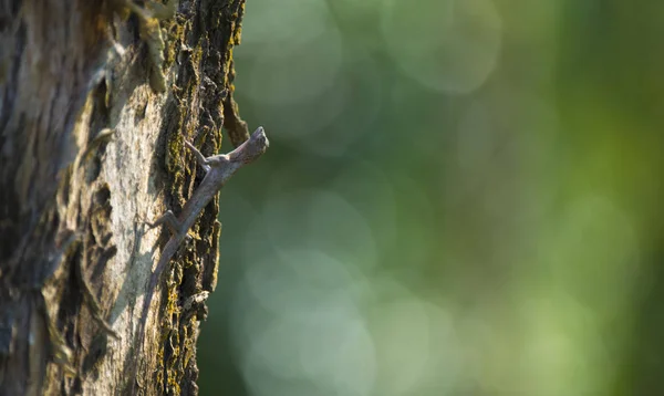 Dragão Voador Lagarto Voador Árvore Parque Nacional Khao Yai Tailândia — Fotografia de Stock