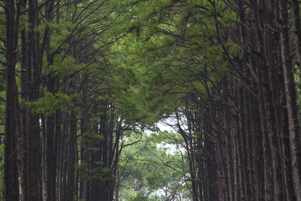 Hutan Pinus Thailand — Stok Foto