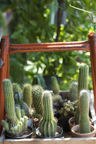 Grüner Kaktus Garten — Stockfoto