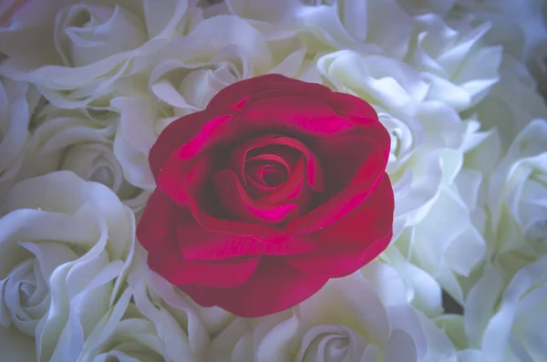 Růže Květ Pozadí Pro Den Svatého Valentýna Starý Filtr Obrázek — Stock fotografie