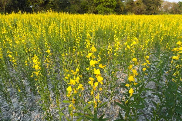 Campo Flores Amarelo Tailândia — Fotografia de Stock