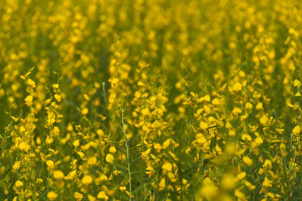 Gul Blomma Fältet Thailand — Stockfoto