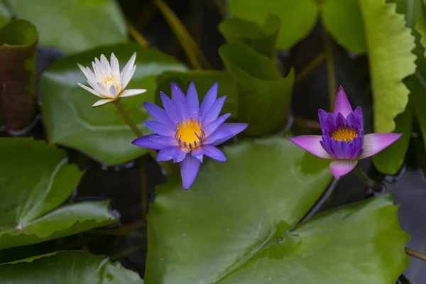 Цветок Лотоса Саду — стоковое фото