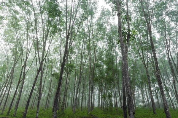 Pohon Tropis Hijau Alam — Stok Foto