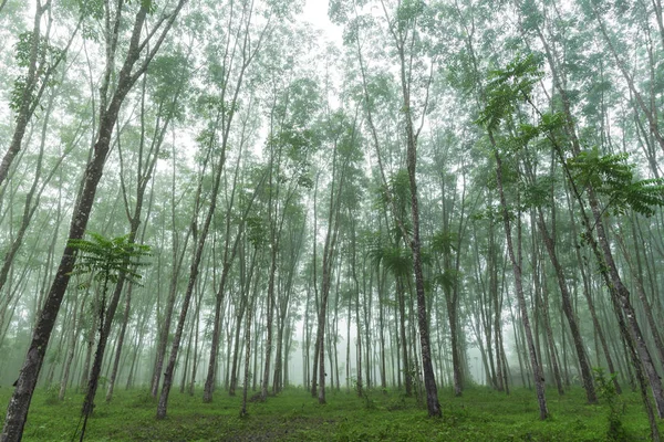 Pohon Tropis Hijau Alam — Stok Foto