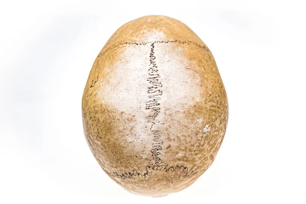 Beyaz arka plan üzerinde izole sanal gerçeklik insan kafatası