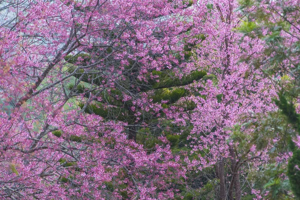 开花粉红色的花树在自然背景 春天花背景 — 图库照片