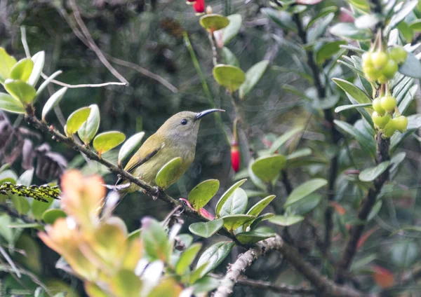 Pájaro Bosque Tropical — Foto de Stock