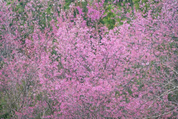 Blossom Rosa Blomma Träd Över Naturen Bakgrund Våren Blommor Bakgrund — Stockfoto