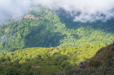 tropikal orman, Inthanon Milli Parkı, Tayland görünümünü