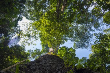 Tayland Ulusal Parkı içinde tropikal ormanda büyük ağacı