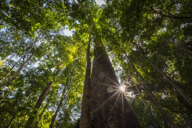 Tayland Ulusal Parkı içinde tropikal ormanda büyük ağacı