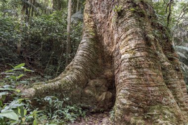 Tayland Ulusal Parkı içinde tropikal ormanda büyük ağacı