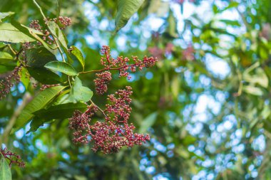 renkli çiçek tropikal orman