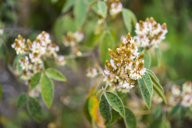 renkli çiçek tropikal orman