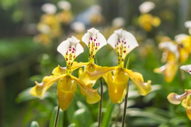 renkli çiçek tropikal orman