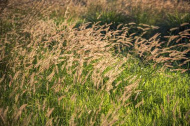 Tayland günbatımı, doğa ve orman görünümünün zaman 