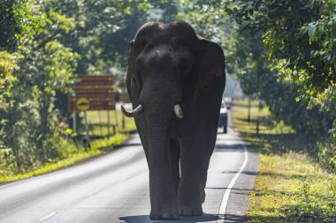Khao Yai Milli Parkı, Tayland için yolda vahşi Asya fili