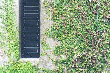 Ivy loft tarzı duvara bırakır