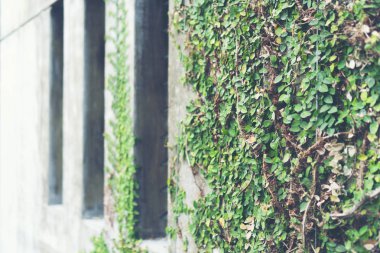 Ivy loft tarzı duvara bırakır