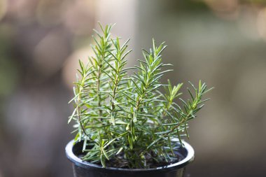 Rosmarinus officinalis in pot