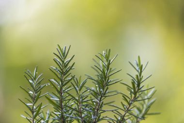 Rosmarinus officinalis in pot