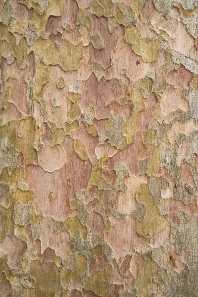 Абстрактний Текстурний Фон Кори Дерева — стокове фото