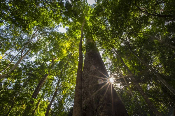 Árbol Grande Bosque Tropical Parque Nacional Tailandia —  Fotos de Stock