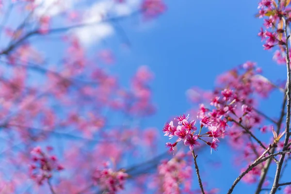 Fiore Colorato Nella Foresta Tropicale — Foto Stock