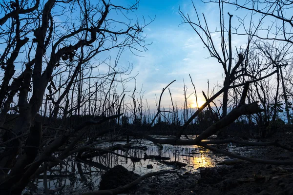 Solnedgang Udsigt Søen Med Tørt Træ - Stock-foto