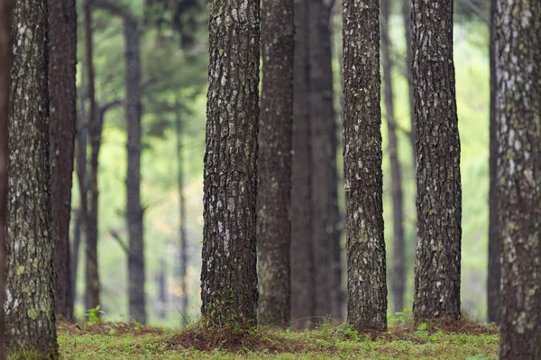 Hutan Pohon Pinus Tropis Thailand — Stok Foto