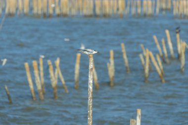 Mavi gökyüzü, Asya ile deniz kuşu