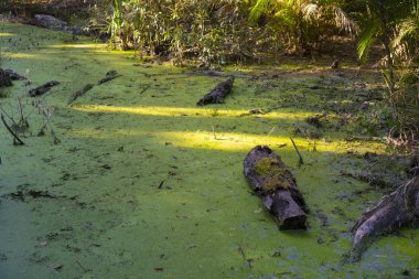 derin tropikal orman sahne parçası