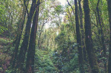 derin tropikal orman sahne parçası