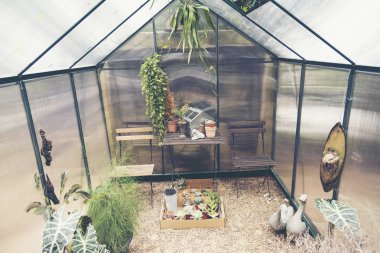 kaktüs evi açık ev