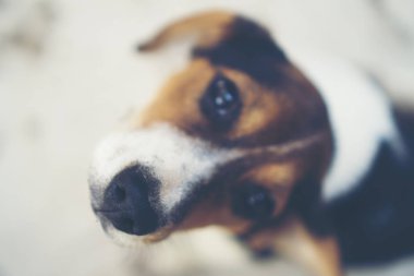 3 aylık saf ırk beagle köpek yavrusu gri ekran