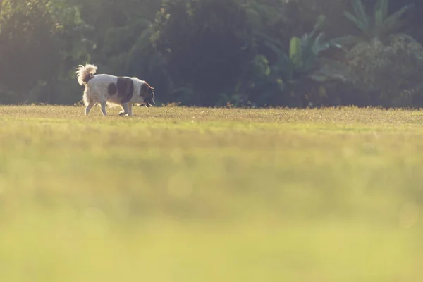 草原独犬 — 图库照片