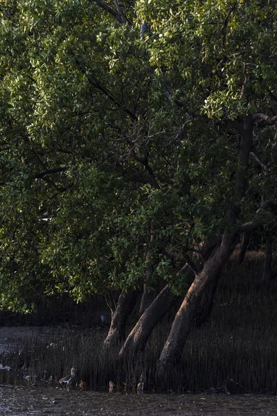 Mangroveskog Thailand — Stockfoto