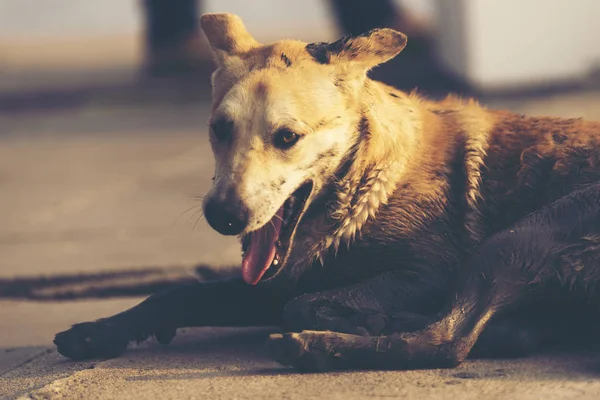 Sleepy Dog Sunlight — Stock Photo, Image