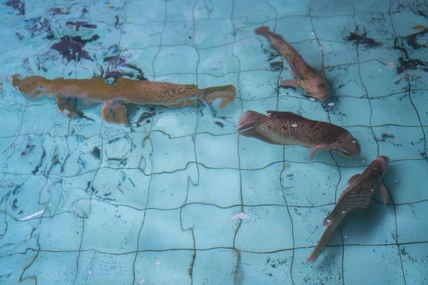 Große Alligatorfische Wasser — Stockfoto