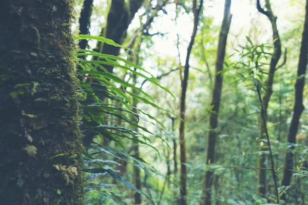 Teil Der Tiefen Tropenwald Szene — Stockfoto