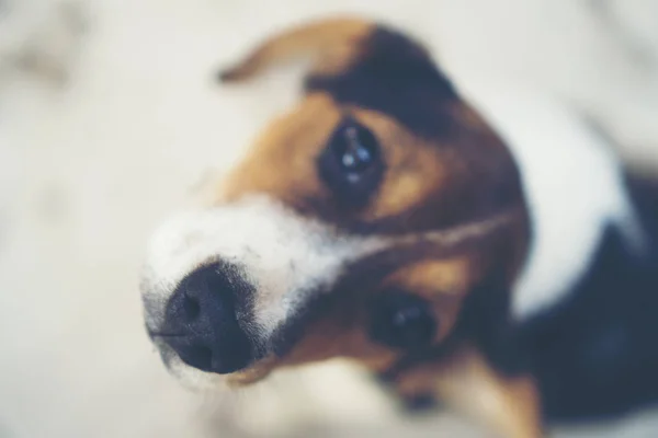 Chiot Beagle Race Pure Mois Sur Écran Gris — Photo