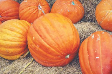 Büyük saman üzerinde kabak, kabak iştah açıcı dev kabak yakınındaki saman üzerinde birkaç küçük hasat. Halloween ruhu geliyor.