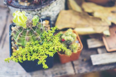 Seçici odak yakın çekim top-görüş kaktüs kümede vurdu. iyi bilinen tür kaktüs endemik Orta-Doğu Meksika yaygın olarak bir süs bitkisi olarak yetiştirilen.