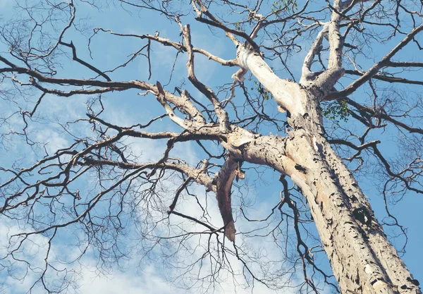 Παλιά Ξηρή Δέντρο Ένα Συννεφιασμένο Ουρανό — Φωτογραφία Αρχείου