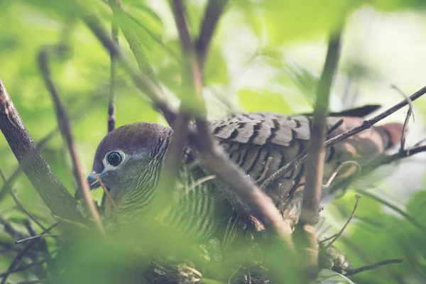 Zebra Dove Living Nest — Stock Photo, Image