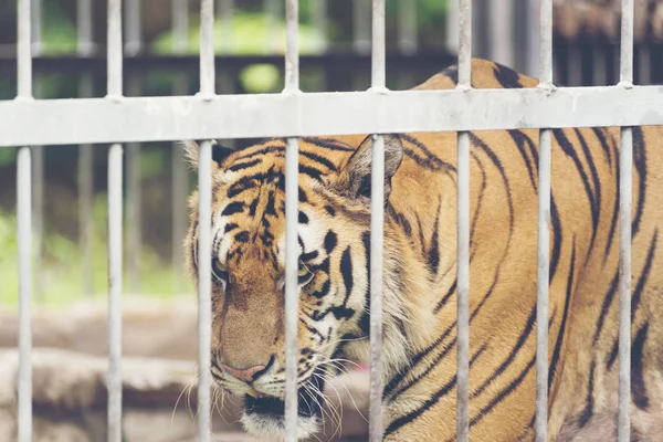 stock image Tiger in a cage