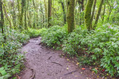 Yeşil yaprak yaz güneş ışığı altında bahçede closeup doğa manzarası. Bir arka plan veya duvar kağıdı olarak kullanarak doğal yeşil bitkiler manzara.