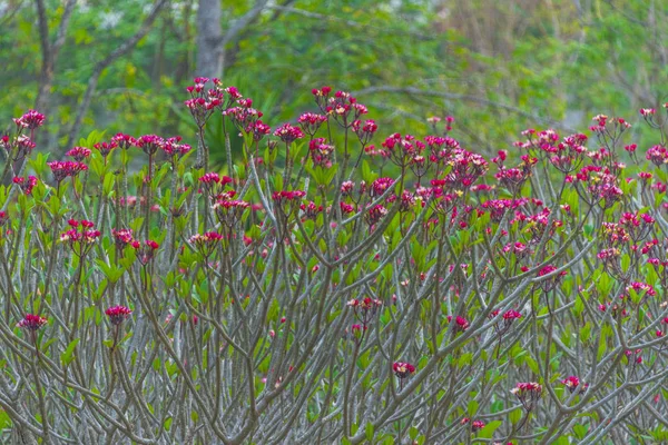 Kolorowy Kwiat Tropikalne Drzewa Tajlandii Naturalna Scena Azji — Zdjęcie stockowe